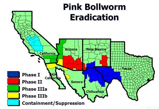 PROGRAMA BINACIONAL 2002.- Se implementó el Programa Binacional de supresión erradicación del gusano rosado y picudo del algodonero en el Estado de Chihuahua.
