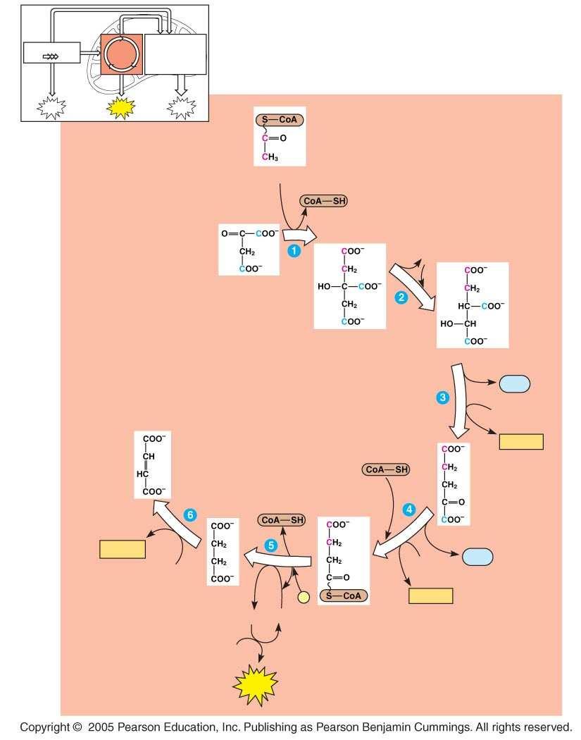 LE 9-12_3 Glycolysis Citric acid cycle Oxidation phosphorylation ATP ATP ATP Acetyl CoA H 2 O Oxaloacetate Citrate Isocitrate Citric