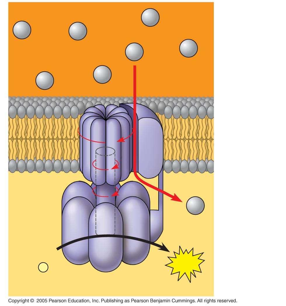 LE 9-14 INTERMEMBRANE SPACE H + H + H + H + H + A rotor within the membrane spins as shown when H + flows past it down the H + gradient.