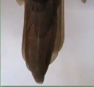 Plumas coberteras inferiores de la cola: Rojobruno. Parte inferior de la cola:bruna. Plumas corverteras inferiores: Cremablanco con un velo bruno.
