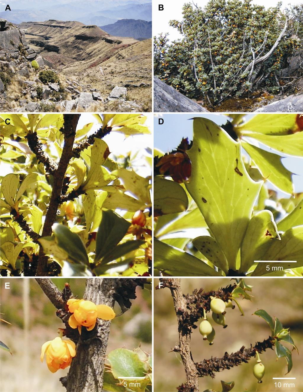 Bol. Soc. Argent. Bot. 50 (4) 2015 Fig. 1. Berberis calilehua. A: Hábitat (Sierras de Calilegua, Jujuy, Argentina). B: Aspecto de la planta.