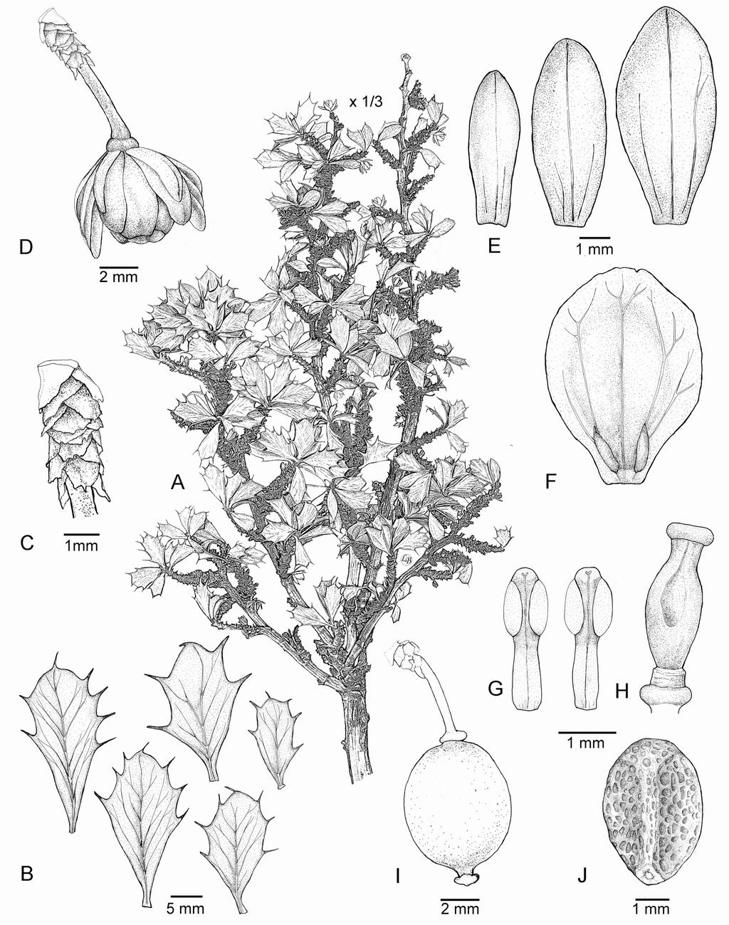 Hugo Ayarde y Eva Bulacio - Una nueva especie de Berberis de Argentina y Bolivia Fig. 2. Berberis calilehua. A: Aspecto de ramas floríferas. B. Hojas.