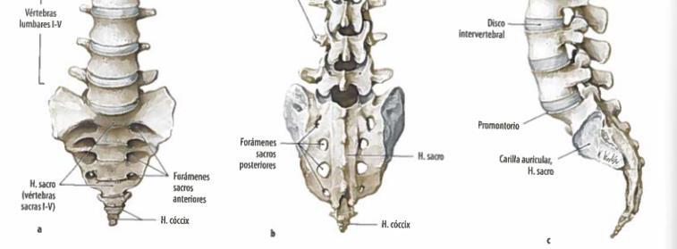 torácica, 5 vértebras lumbares que sostienen la región inferior de la espalda, 1 sacro constituida por 5 vértebras sacras fusionadas, 1 coxis constituida por cuatro