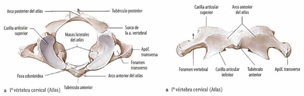 2.4.1 Columna vertebral cervical Es la que se encuentra situada entre el cráneo y el tórax, caracterizada por presentar un agujero en cada apófisis transversa, es el agujero transverso, pasando por