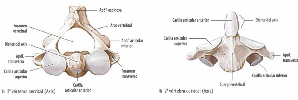 El axis o segunda vértebra cervical, es considerada una de las vértebras cervicales más fuertes, se caracteriza por presentar en el cuerpo una voluminosa eminencia vertical que se proyecta hacia