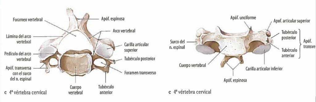 Figura 6: Vista superior y anterior de la vértebra cervical. Fuente: (Shunke, Schulte, & Schumacher, 2015) 2.