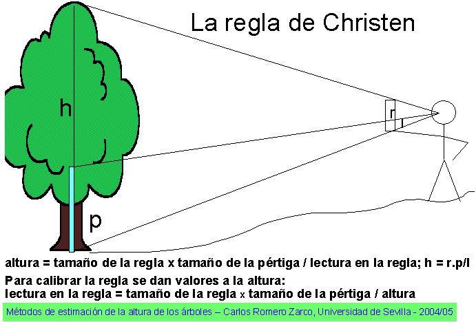 Altura total de los árboles por el método de la regla de Christen 1º.