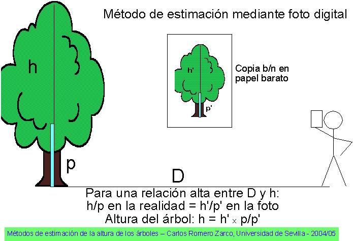 Altura total de los árboles por el método de la fotografía digital 1. Un alumno se coloca como referencia o sujeta una pértiga y otro obtiene la foto. 2.