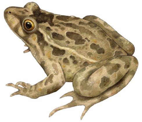 Sapillo pintojo ibérico (Discoglossus galganoi) Tiene aspecto de rana, de tamaño medio (45-90 mm) con la cabeza puntiaguda y sin muchas verrugosidades en la piel.