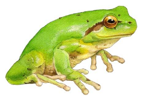 Ranita meridional (Hyla meridionalis) Se trata de una rana de color verde intenso, de piel muy lisa y brillante.