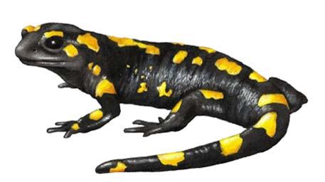 Salamandra (Salamandra salamandra) Las salamandras suelen presentar un tamaño medio entre los 180 y 250 mm, tienen la piel lisa y brillante, y son amarillas y negras.
