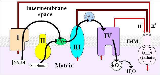 Entre els complexes I i III es troba una molècula petita, la quinona CoQ, molècula liposoluble que es situa a la zona interna o hidrofòbica de la membrana, el contrari del que passa als complexes