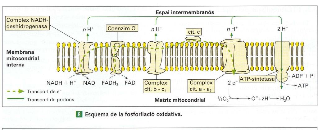 Entre els complexes III i IV existeix el citocrom c, que és una proteïna de membrana perifèrica. Actua de transportador entre ambdos complexes.