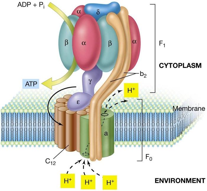 Fosforilació oxidativa En les membranes de la mitocondria, el complexe ATP-sintetasa catalitza la unió entre el fosfat inorgànic i l ADP.