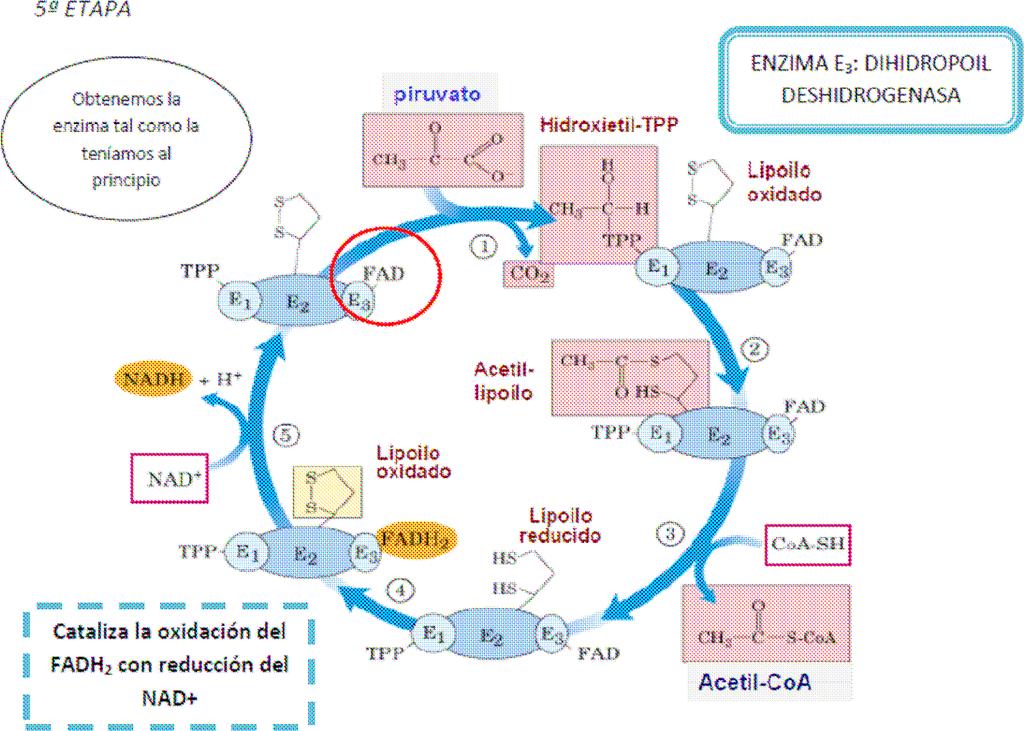 Fase 1: formació d acetil CoA L acetil CoA és un intermediari central en el metabolisme.