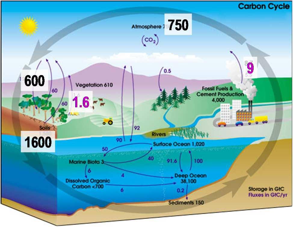 Reportar el Carbono del suelo y GEI bajo la UNFCCC y REDD+ La materia orgánica del suelo y la litera son grandes reservorios de carbono: 2x atmósfera 3x vegetación Significativas emisiones de la