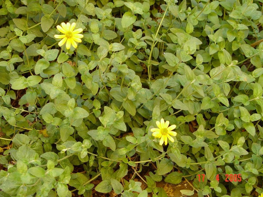 havanensis (Meliaceae) Azadirachta