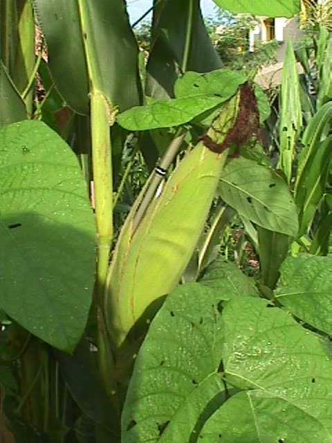 Los cultivos de cobertera generalmente son leguminosas que