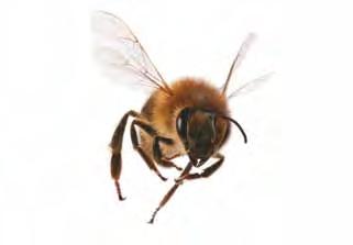 Guía 20 A Participemos en una mesa redonda Trabajen con el profesor 1. Pidan al profesor que les lea el siguiente texto: Las abejas también se comunican!