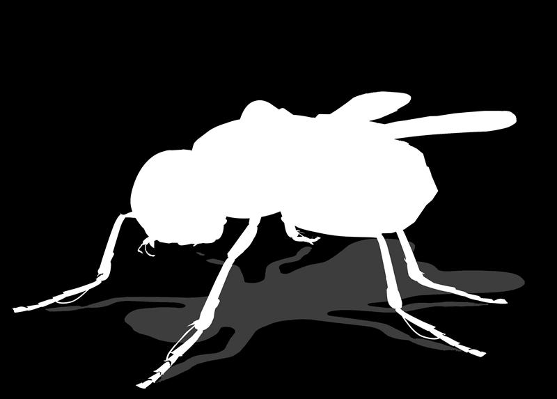 Es por eso que puedes ver a los mosquitos macho revoloteando pero Son insistentes, de vuelo aleatorio, realmente muy molestas y lo peor, son portadoras de bacterias que depositan en nuestros