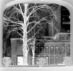 Árbol caído El proyecto que se presenta consta de cuatro partes: Visión-fantasma: consiste en trasladar de forma sutil al gran ventanal de la