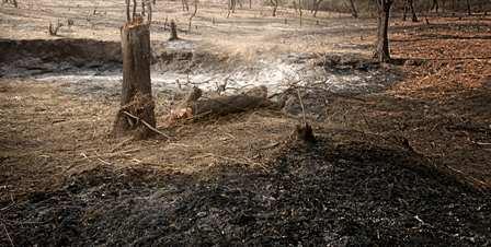 Emisiones por Sectores (1990-2000) Debido a la conversión de bosques y pasturas (deforestación) anualmente se ha emitido un promedio