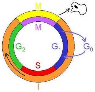 Cáncer: Principios Importantes Ciclo celular: Fase G 1 : Es la etapa después del nacimiento de la célula. Se sintetizan proteínas y ARN.