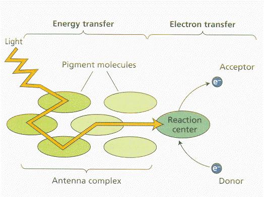 Fotosíntesis - Fotosistema Muchos pigmentos juntos sirven como antena, colectan luz y transfieren su energía para los centros de reacción.