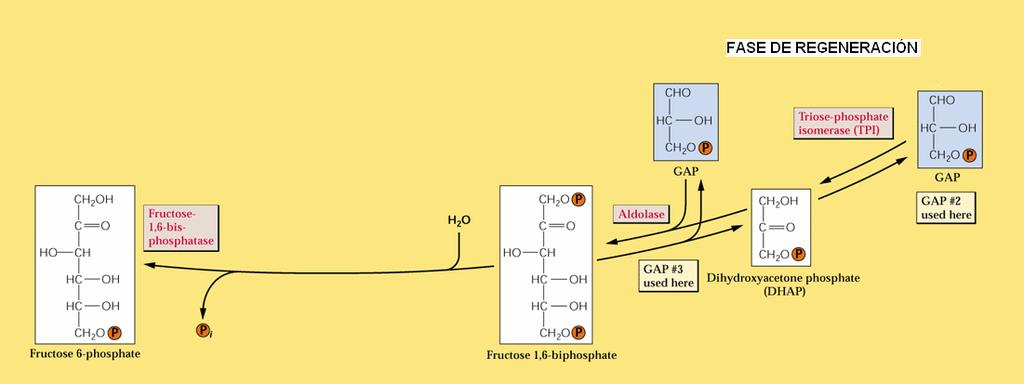 Fase de Reducción: Fotosíntesis Fase II Activación de PGA: reacción con ATP para formar bifosfoglicerato (BPGA) Reacción catalizada por PGA-quinasa Reducción de BPG a gosfogliceraldehído (GAP):