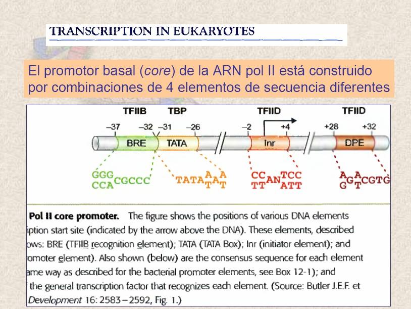 El promotor basal (core) de la ARN Pol II está constituido