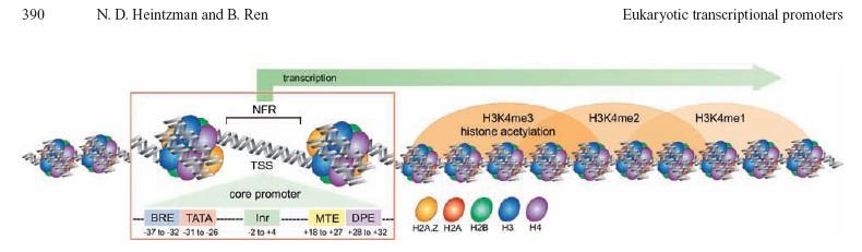 Promotor activo NFR region libre de nucleosoma TSS sitio de inicio de la transcripcion Promotor core