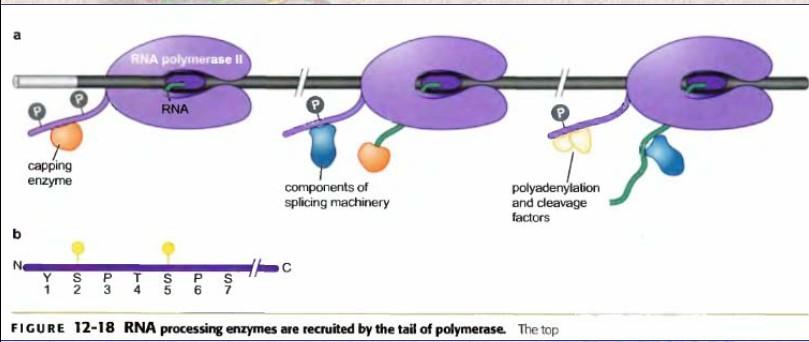 La ARN pol en la elongación se asocia con un nuevo conjunto