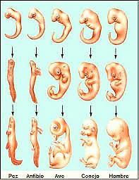 3. EVIDENCIAS EMBRIOLOGICAS El estudio del desarrollo embrionario también muestra increíbles similitudes entre organismos, lo cual muestra un parentesco evolutivo notable.
