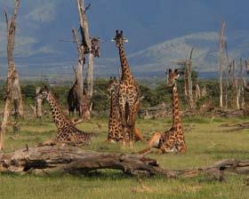 10- CRATER DEL NGORONGORO / LAGO MANYARA o TARANGIRE Después del desayuno, salida hacia el Lago Manyara o el Parque Nacional de Tarangire. (D.A.C) Opción 1 (Lago Manyara): Salida por la tarde de safari en el Parque Nacional del Lago de Manyara.