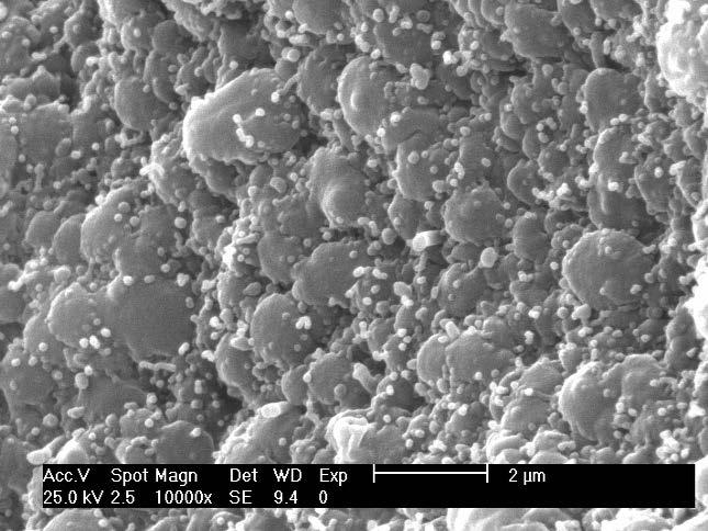 Microestructura de las membranas dopadas En las membranas dopadas las nanopartículas de la carga ocupan los poros y canales dejados entre las micropartículas de látex, aumentando de