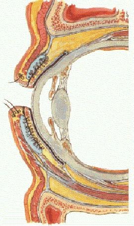 palpebrales, (arrugada) Fondo de saco repliegue circular a nivel de surcos orbitopalpebrales y comisuras Bulbar: Cubre esclerótica y córnea.