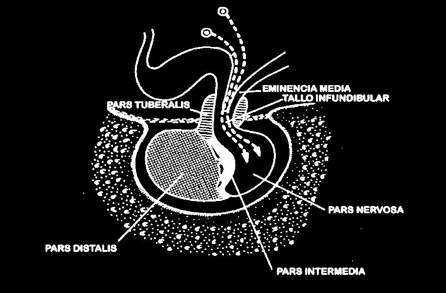 En el curso del tercer mes de vida intrauterina, la hoja anterior proliferante constituye el lóbulo anterior que diferencia las poblaciones somatotropa (hormona de crecimiento: GH), lactotropa