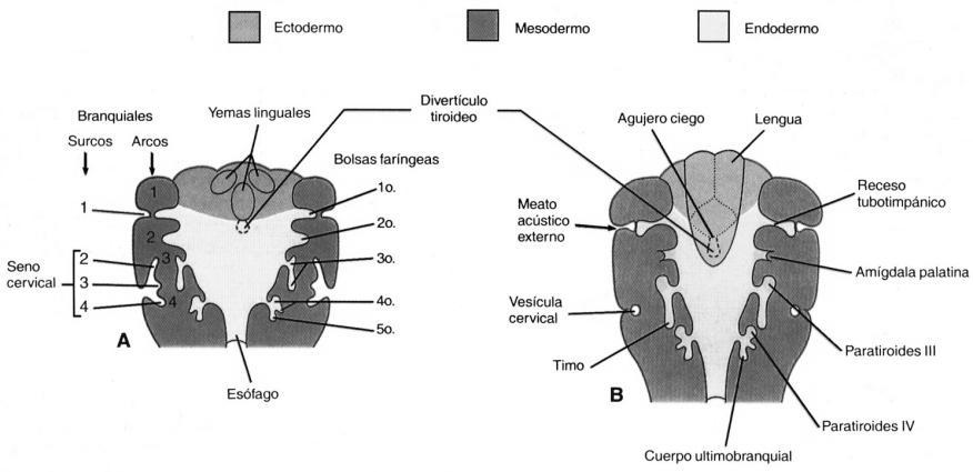 DESARROLLO DEL SISTEMA ENDOCRINO - E14 2. EPÍFISIS: La epífisis o glándula pineal está constituida por una evaginación sagital ubicada en el extremo posterior del techo del diencéfalo.