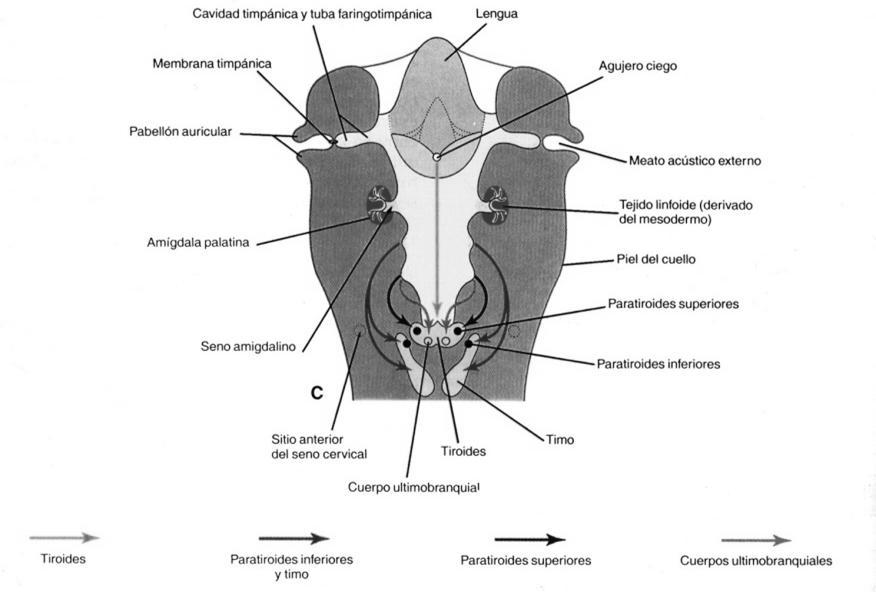 4. PARATIRODES (4 glándulas): secretan parathormona que aumentan la calcemia. Paratiroides superiores (2): se originan en la cuarta bolsa faríngea (ala dorsal hueca).
