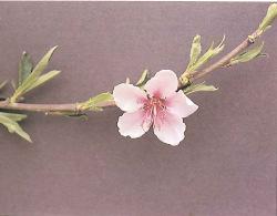4.- CARÁCTER: TIPO DE FLOR Las flores pueden ser rosáceas o campanuláceas: Las rosáceas tienen los pétalos más