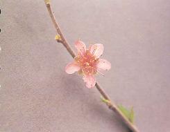 Las campanuláceas tienen los pétalos más pequeños y de color rosa intenso.