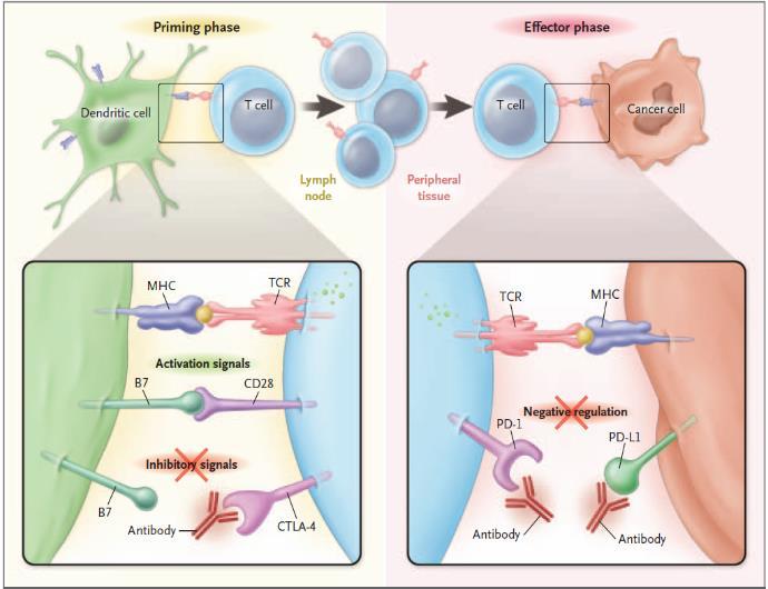 Figura 1: ipilimumab y de nivolumab actúan en momentos distintos de la activación inmune.