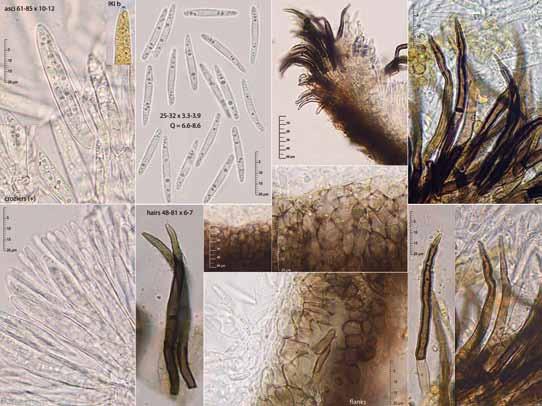 Jornadas Somiedo Ascomycota 2017 Pirottaea caesiella