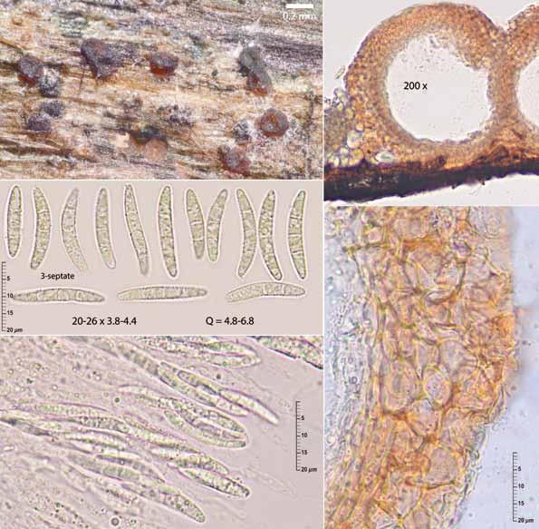 Jornadas Somiedo Ascomycota 2017 Hypocrea