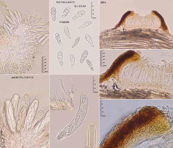 Jornadas Somiedo Ascomycota 2017 Lopadostoma