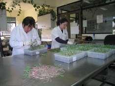 Pureza específica o física: % de semillas puras de la especie (laboratorio) Pureza