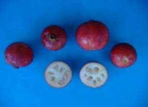 Arazá Psidium cattleianum Características de la fruta