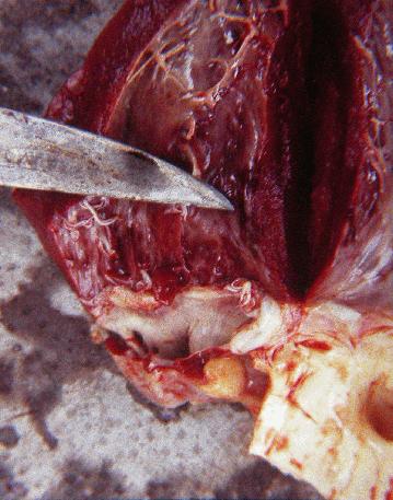 Hallazgos de necropsia en Babesiosis: Ictericia Congestión generalizada Hemorragias en serosas