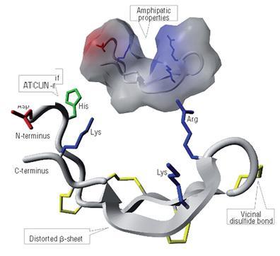enzimática al pasar al citoplasma genera prohepcidina (64 aminoácidos)