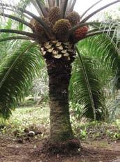 Amazon Híbrido compuesto Este híbrido proviene del cruzamiento de palmas madres Elaeis oleifera de la generación F, originadas de palmas nativas de la región de Manaus (Amazonas-Brasil) con líneas